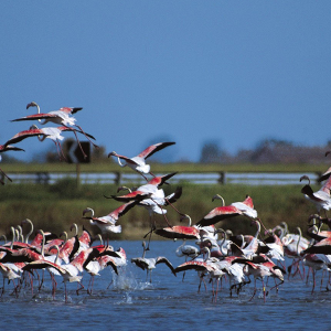 SALINE DI CERVIA 2