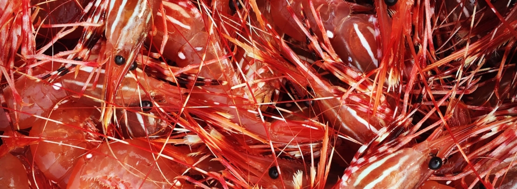 prawns-header