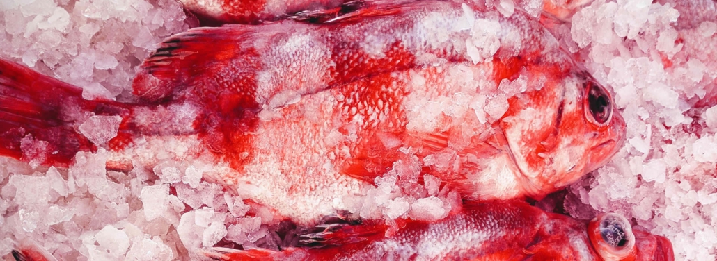 rockfish-header