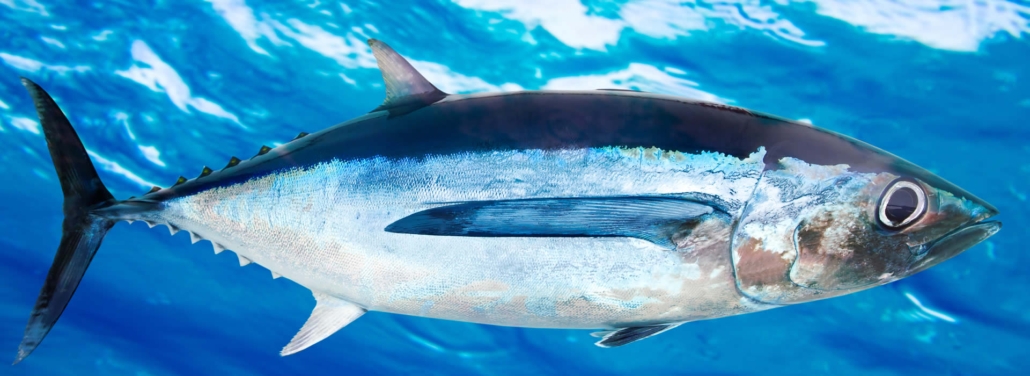 tuna-header