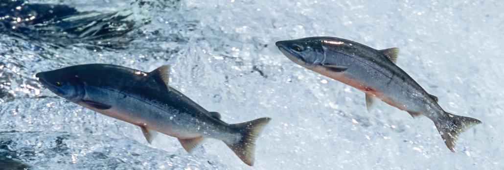 salmon header2