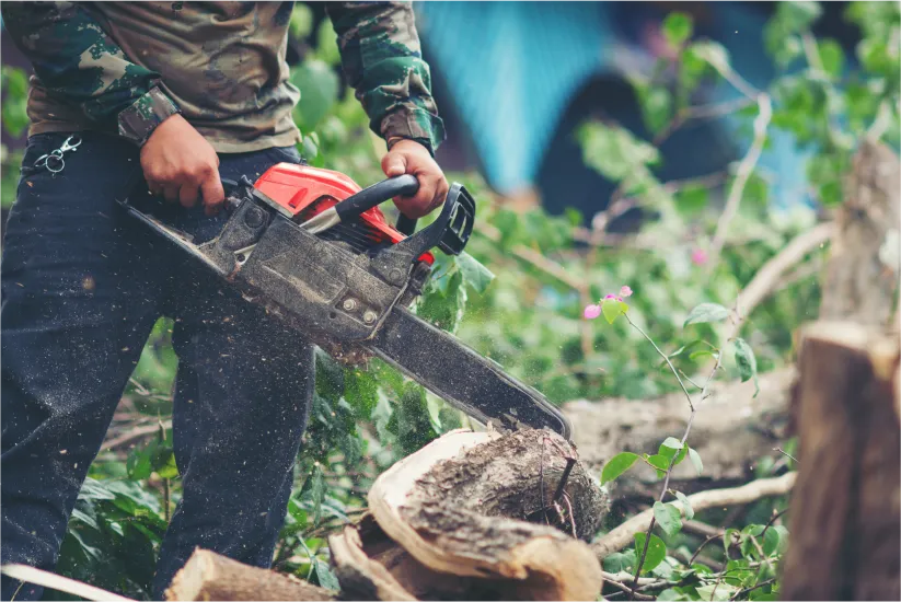 asian-man-cutting-trees-using-electrical-chainsaw asian-man-cutting-trees-using-electrical-chainsaw