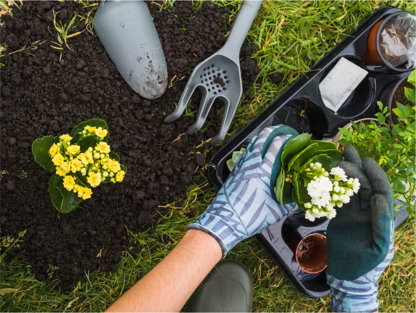 overhead-view-hand-holding-small-fresh-potted-plant overhead-view-hand-holding-small-fresh-potted-plant