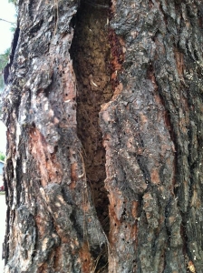 bark-beetle-damage - Arborist Crew