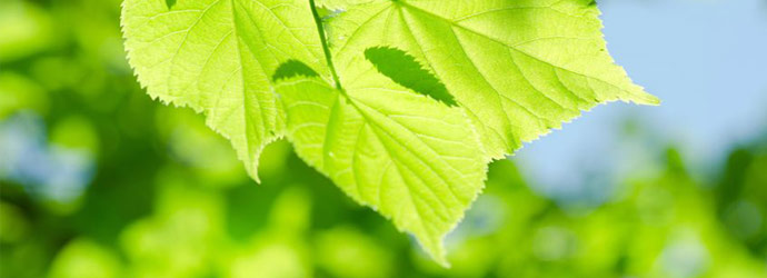 featured-images-plant-fertilization