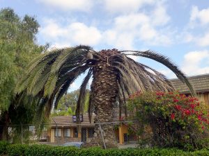 avocado-3-400x436 - Arborist Crew Date palm tree damaged by the South American Palm Weevil