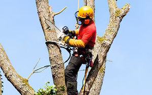 Tree Removal Fact Sheet