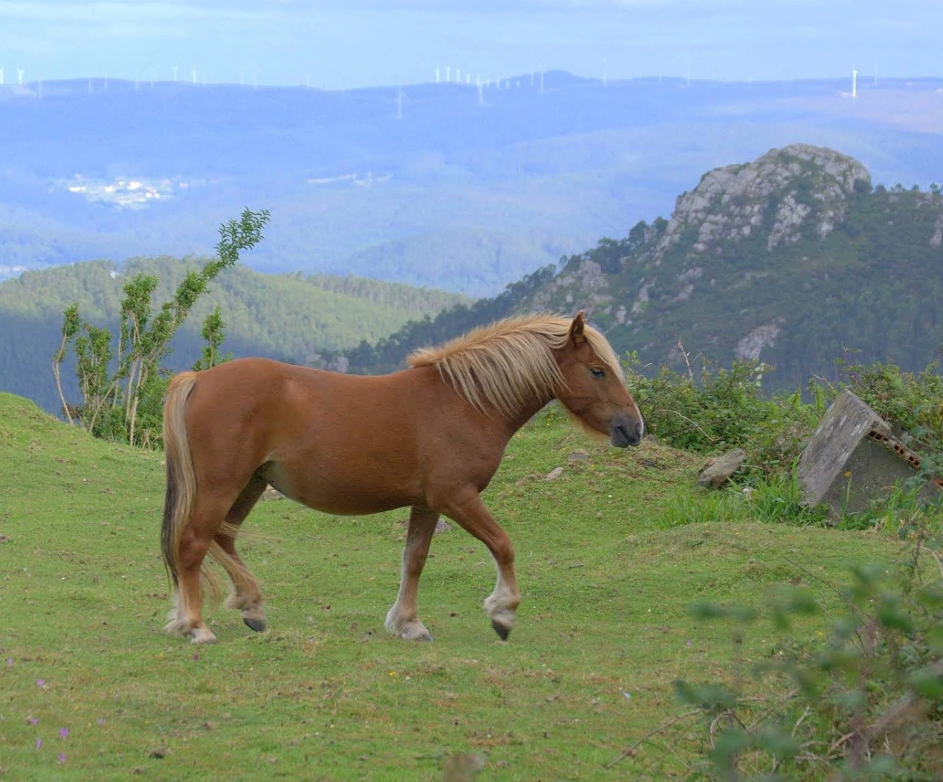 Serra de Capelada. As Caselas Camper