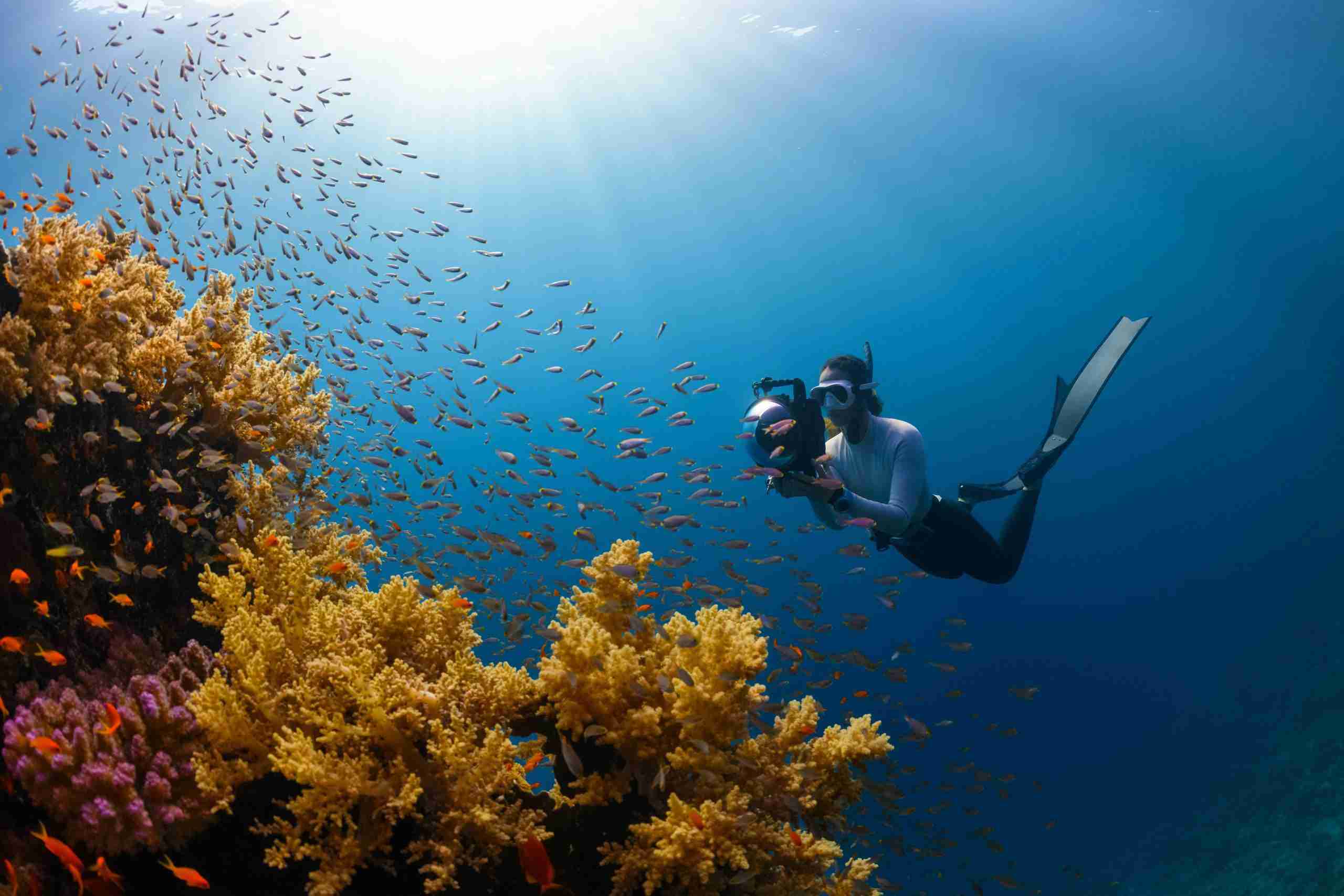 Lifestyle Photography Photo of coral and ocean life