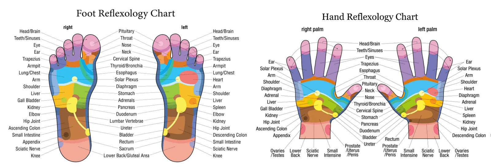 services-infographic-for-reflexology-carol-dawns-massage