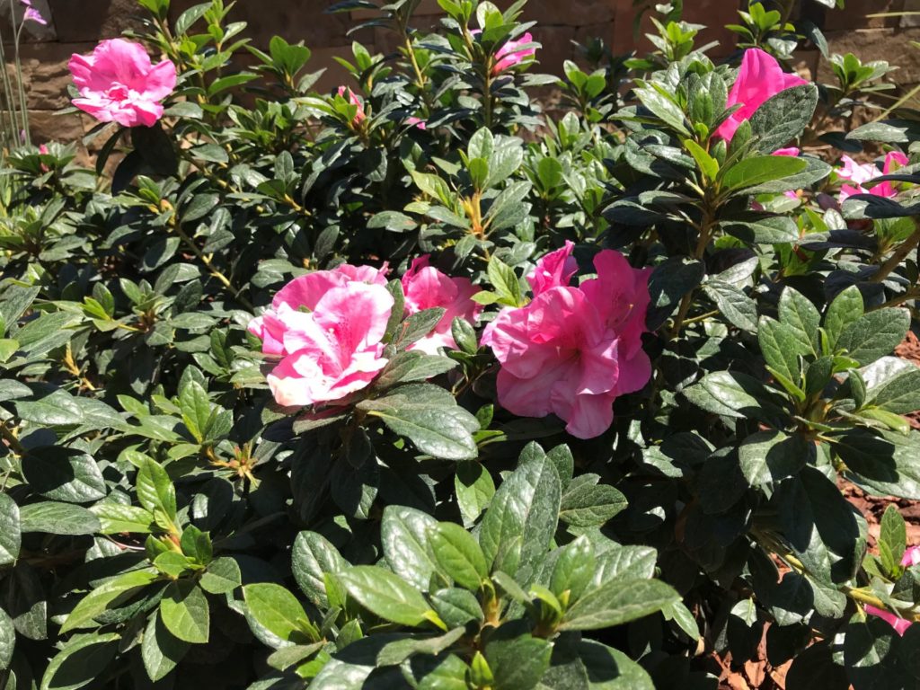 Designer Landscaping Curb Appeal – Ventura, CA 1