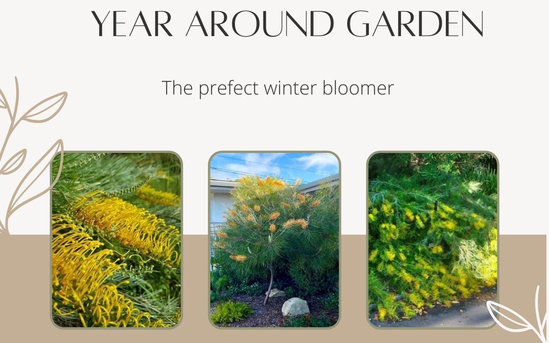 Plants that bloom year-round in Southern California Climate – meet Grevillea (Poorinda Golden Lyre)
