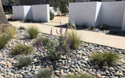 Portfolio 11 Drought Tolerant Landscaping – Ventura, CA