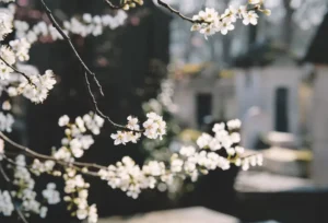 white-flowers-2