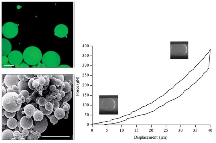 Top left: Pullulan microbeads observed with a confocal microscopy Bottom left: Pullulan microbeads observed with a scanning electron microscope Right: Pullulan microbeads mechanical characterization. A hydrated single PMB was compressed between 2 plates using a MicroTester. Force and displacement data were recorded and a representative curve was presented.