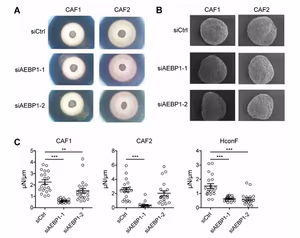 Compression testing data from the publication showing decreased mechanical tumor stiffness in CAF-derived 3D spheroids after AEBP1 knockdown.