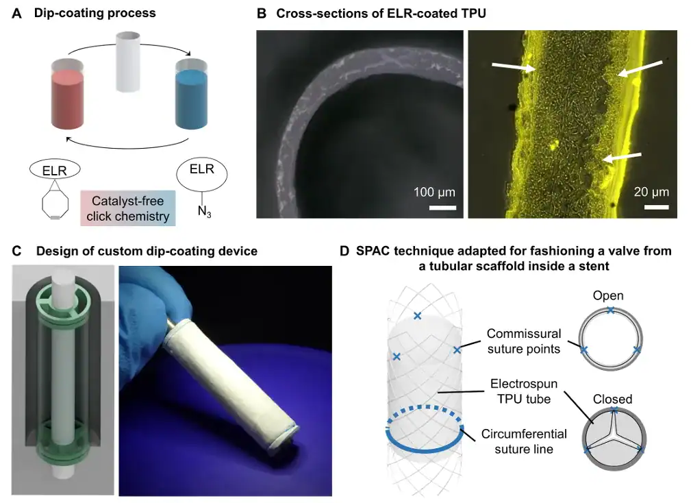 Diagram and microscopy images showing ELR dip-coating of an electrospun TPU scaffold and its assembly into a miniaturized heart valve using commissural sutures inside a stent.