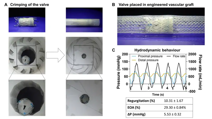 Photographs and flow data showing crimping, deployment, and hydrodynamic testing of a miniaturized heart valve placed inside a compliant vascular graft.