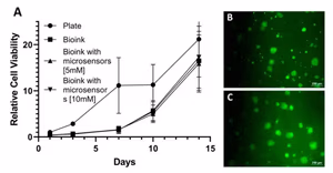 Cytocompatibility of psECM grafts with embedded oxygen microsensors showing relative cell viability over time and live/dead staining images.