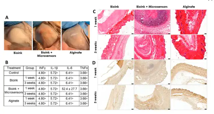 In vivo biocompatibility of psECM bioink grafts with oxygen microsensors showing implantation appearance, cytokine levels, histology, and macrophage staining.