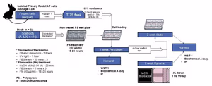 Tendon scaffold mechanical testing workflow diagram showing tenocyte expansion, scaffold preparation, 1-week pre-culture, then 2-week static or 2-week dynamic culture with intermittent loading (4% strain, 1 Hz, 1 h/day) using an MCT6 bioreactor.
