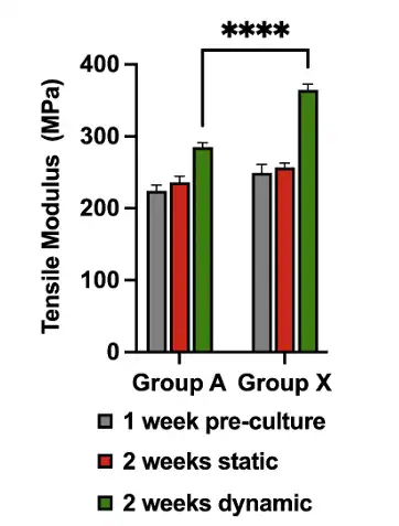 Bar chart of effective tensile modulus for Group A and Group X after 1-week pre-culture, 2 weeks static culture, and 2 weeks dynamic culture, showing a larger modulus increase for Group X under dynamic loading during tendon scaffold mechanical testing.