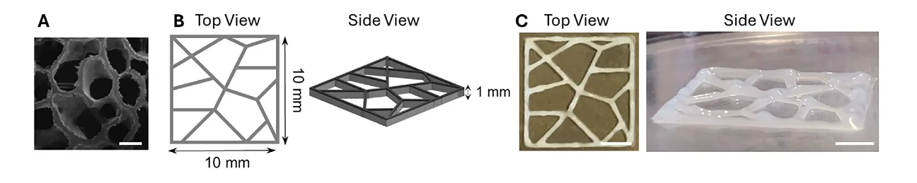 Trabecular-bone-inspired design used for a 3D bioprinted osteosarcoma model, showing scaffold layout and printed construct