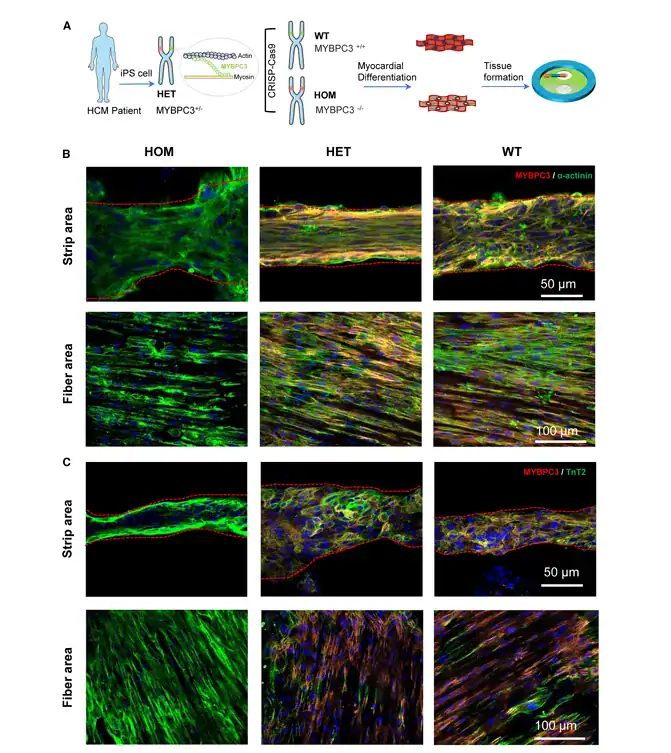 Workflow schematic for generating MYBPC3 genotype tissues and microscopy images showing stained engineered tissues in different device regions for HOM, HET, and WT samples.