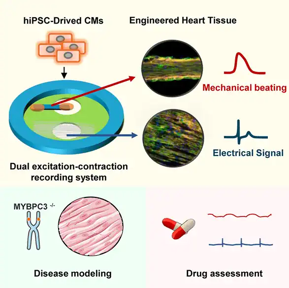 Graphical abstract showing a dual excitation-contraction recording system where hiPSC-derived cardiomyocytes form engineered heart tissue with paired mechanical beating and MEA electrical signals, applied to MYBPC3 disease modeling and drug assessment.