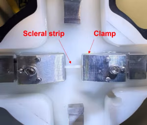 Rabbit scleral strip mounted in BioTester clamps for uniaxial tensile testing in saline