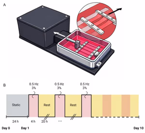 MechanoCulture T6 bioreactor used for mechanical stimulation in tendon tissue engineering, showing an aligned tendon scaffold under controlled uniaxial loading over 10 days.