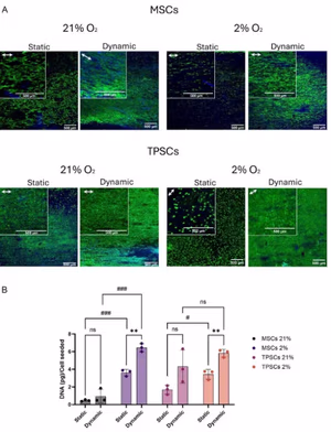 Live-dead staining and DNA quantification for MSCs and TPSCs on aligned electrospun tendon scaffolds under static and dynamic culture at 21 percent and 2 percent oxygen.