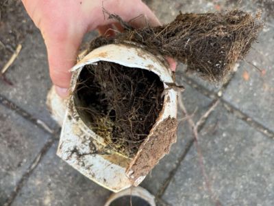 tree roots