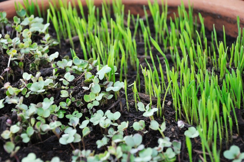 En visite d'entreprise à PachaGreens germes, verdure, croissance-763457.jpg