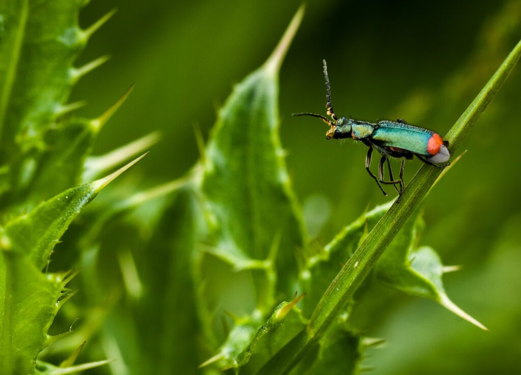 Journées des jardins de Beervelde les 10, 11 et 12 octobre 2025 Beervelde