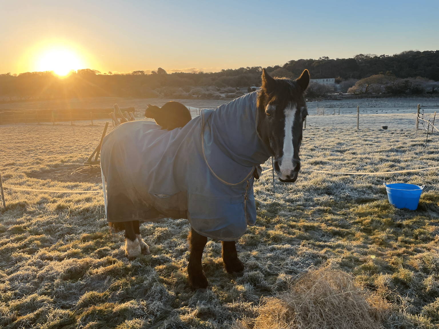A rugged horse in a frost-covered field at sunrise with a black cat sitting on its back