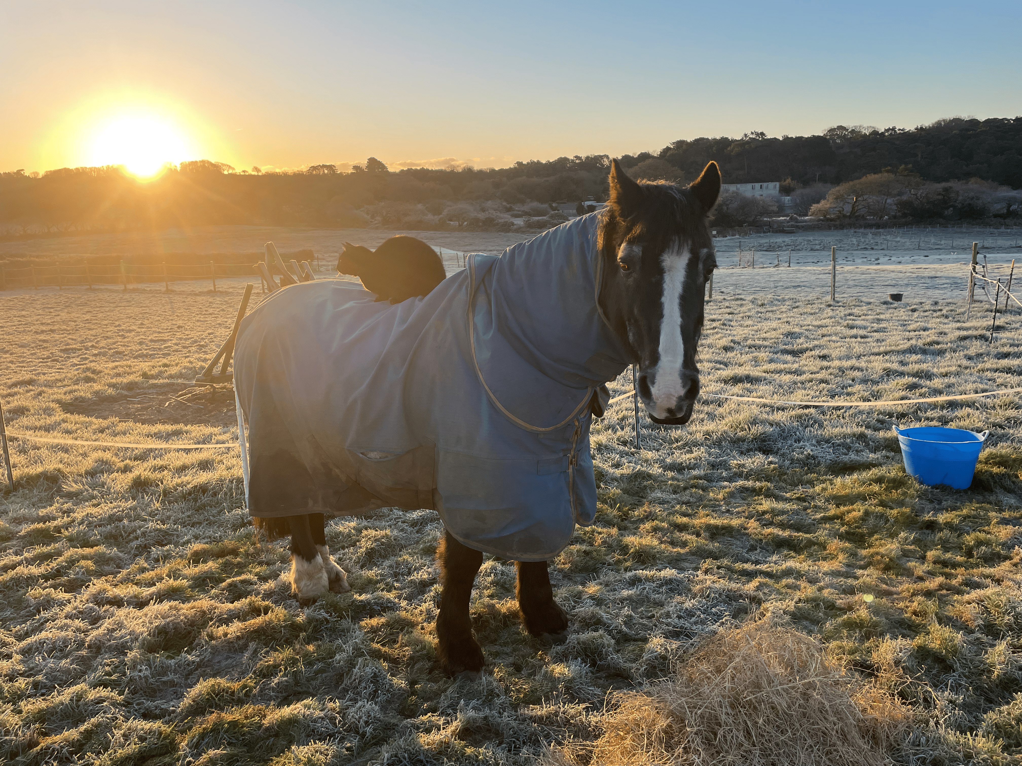 A horse in a turnout rug standing in a frosted Cornish field at sunrise
