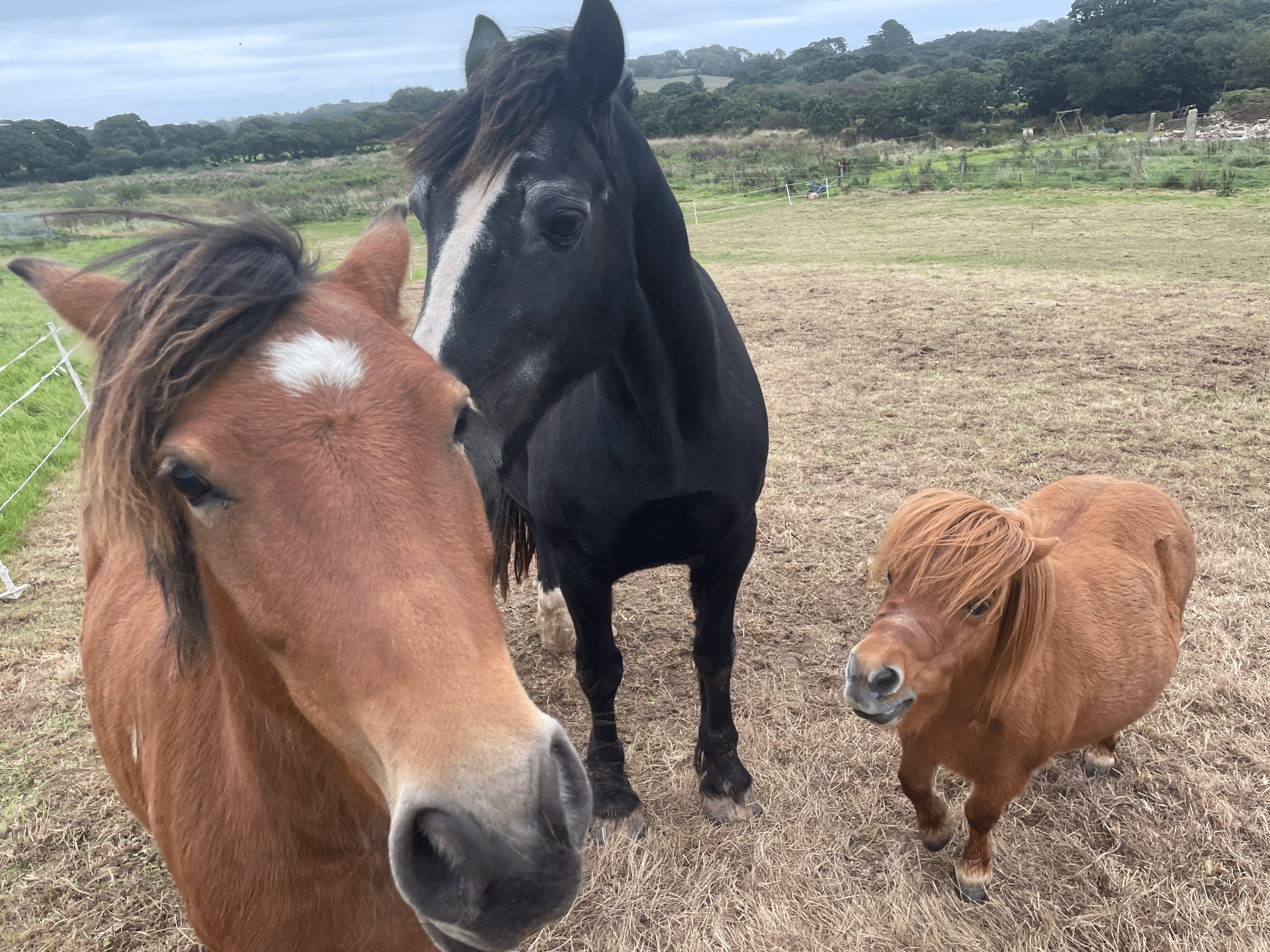 Three horses in a Cornish field: a dun pony facing the camera, a dark bay behind it and a chestnut Shetland alongside