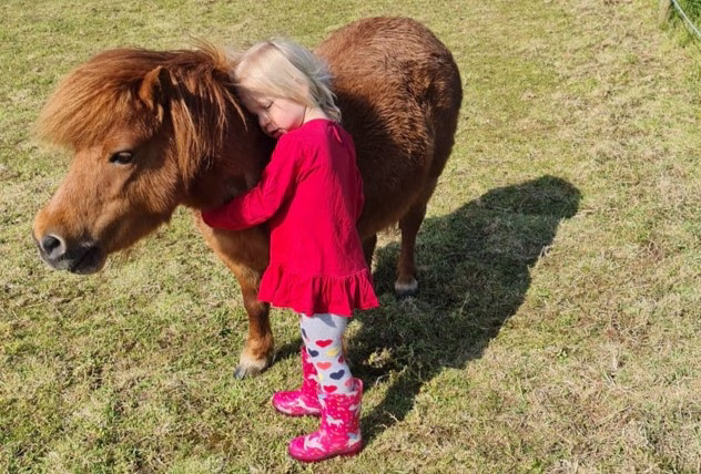 A small child in a red dress and pink boots standing between two chestnut Shetland ponies in a field