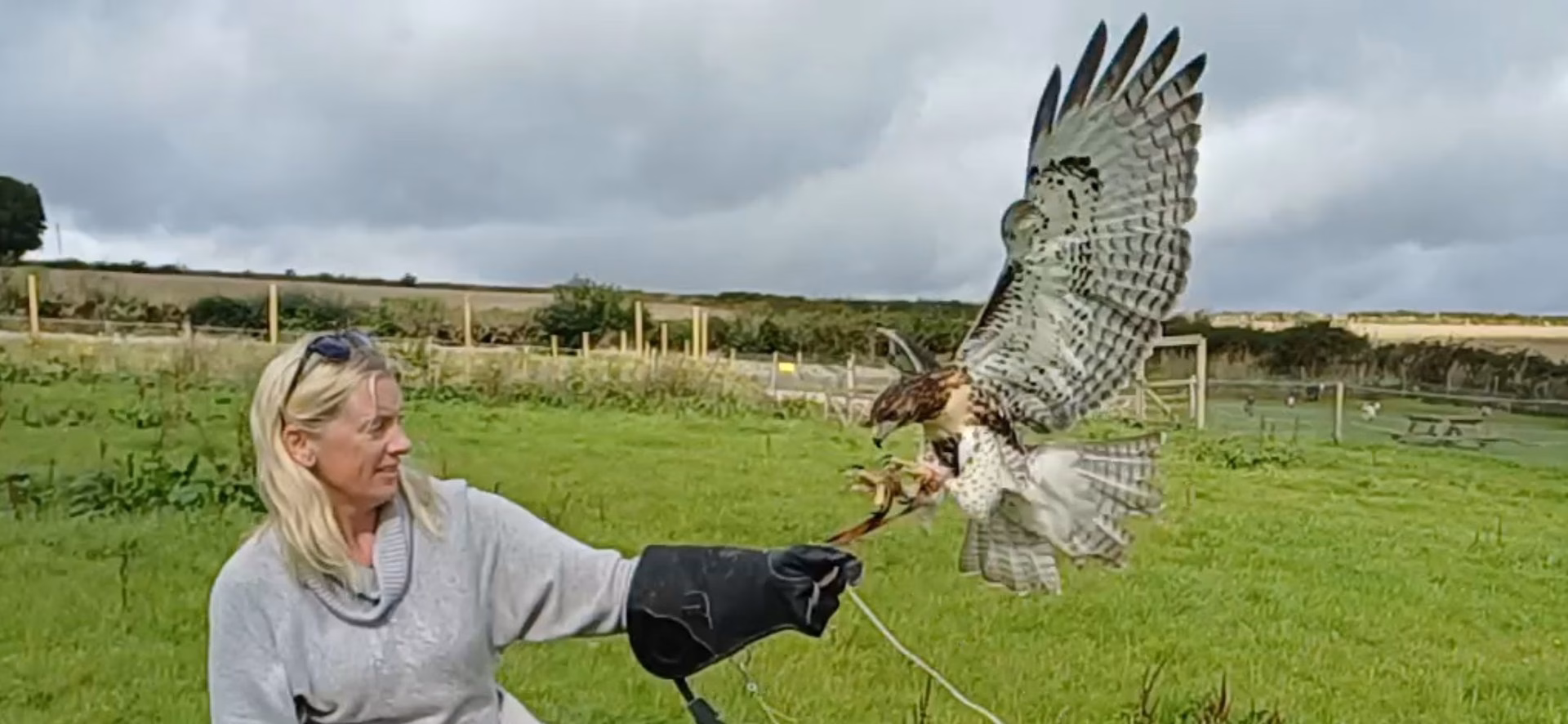 A hawk landing on a gloved fist in a field with its wings spread, flying on a training line