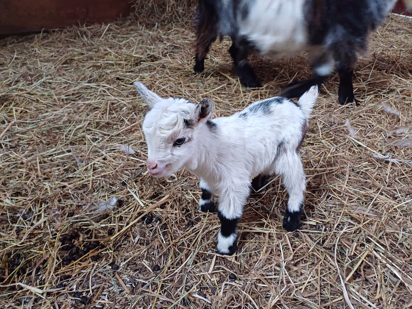 A newborn pygmy goat kid standing on straw in a barn with an adult goat behind it