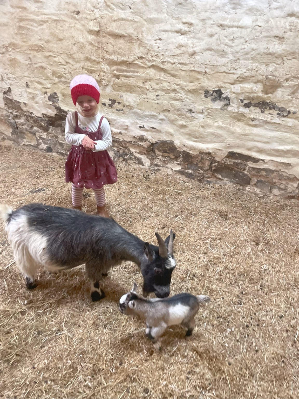 A pygmy goat grazing head down with a kid beside her