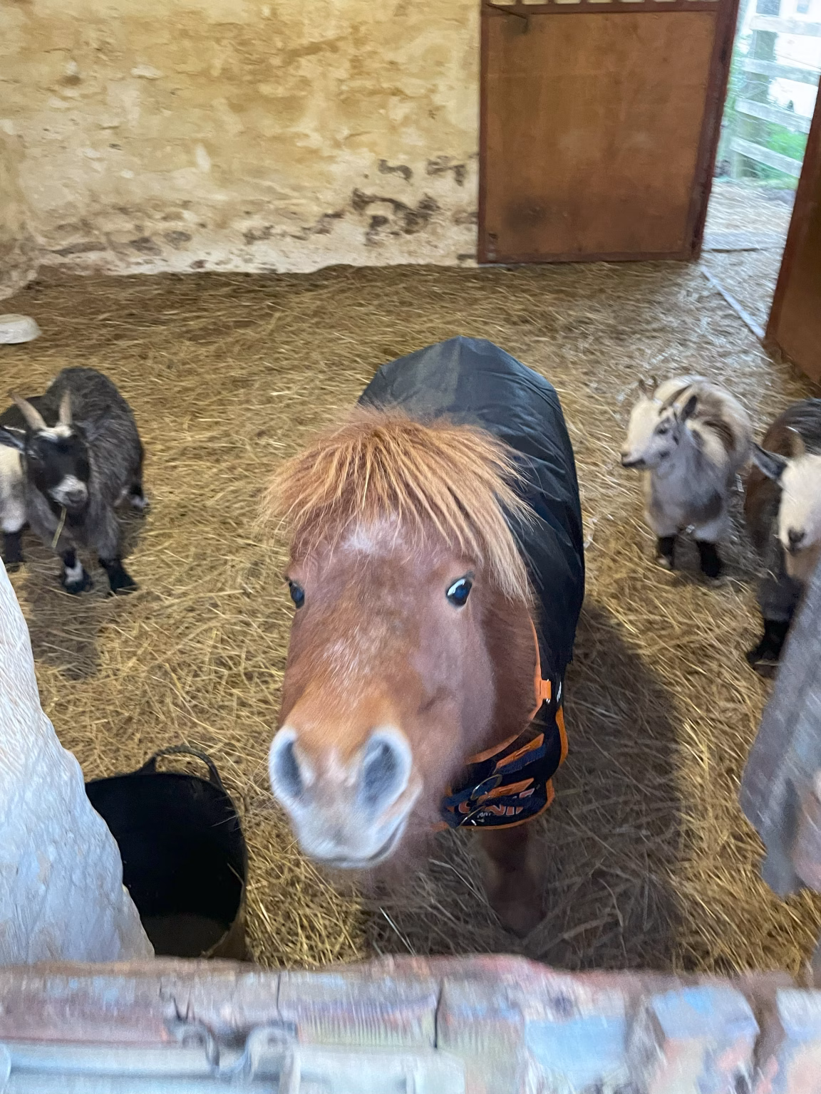 Three pygmy goats and a rugged Shetland pony sharing a straw-bedded barn