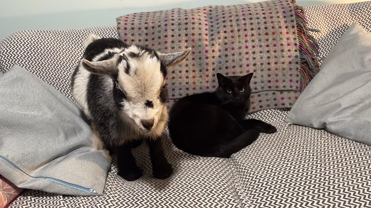 A pygmy goat kid sitting on a sofa indoors beside a black cat