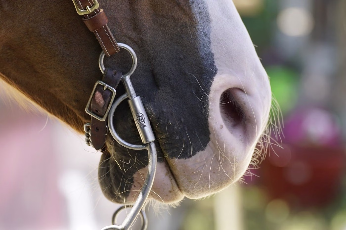 Close view of a leather bridle, noseband and bit fitted on a grey horse