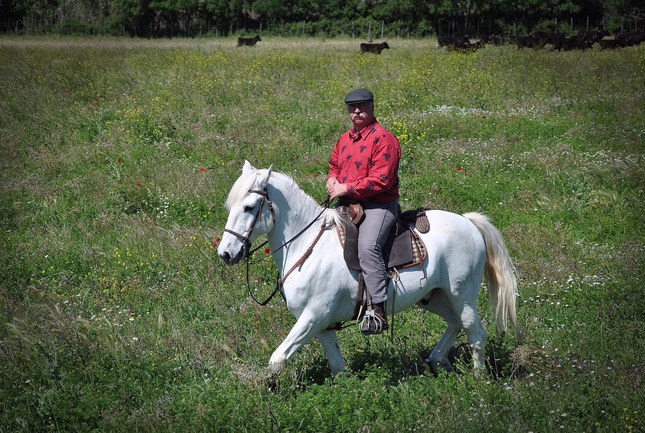 A rider on a grey Camargue horse