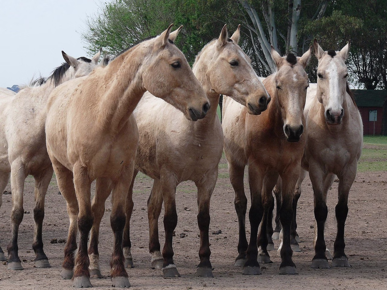 A herd of Criollo horses in Argentina