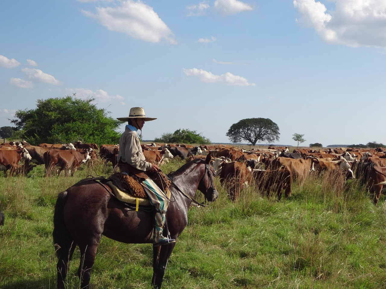 A gaucho on horseback working cattle in Argentina