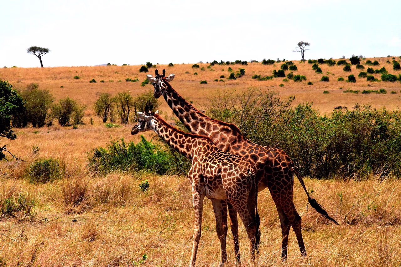 Two giraffes on dry golden grass in Tanzania