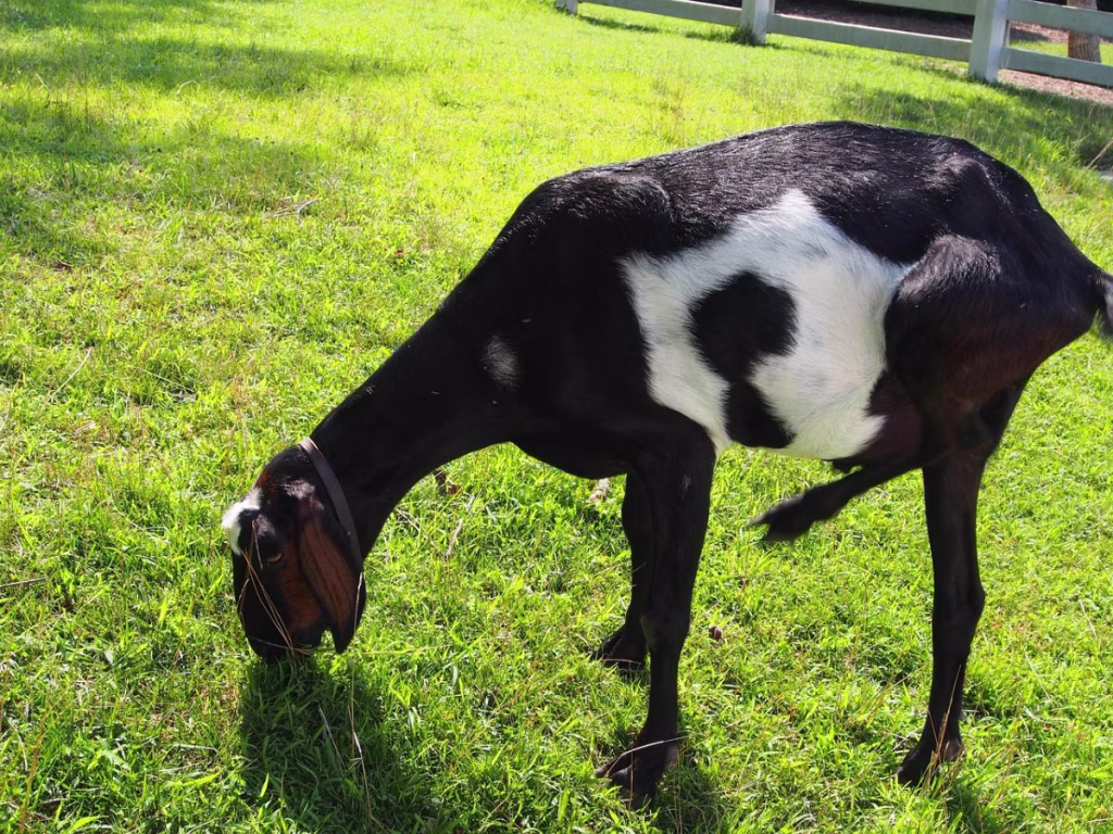 A black and white goat grazing with its head down in short grass